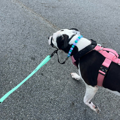 Dog on a leash standing on a road POPNCO Acrylic Beads, beaded collar, Beaded dog collar, beaded necklace, Breathable dog collar, cat collar, Cat necklace, Collar for sensitive skin dogs, Comfortable Dog Collar, dog collar, dog Necklace, Durable dog collar, Easy to clean dog collar, fashion collar, handmade, Pet accessories, pet collar, pet necklace, Popnco dog collar, slip on collar, Slip on dog collar, Stylish dog collar