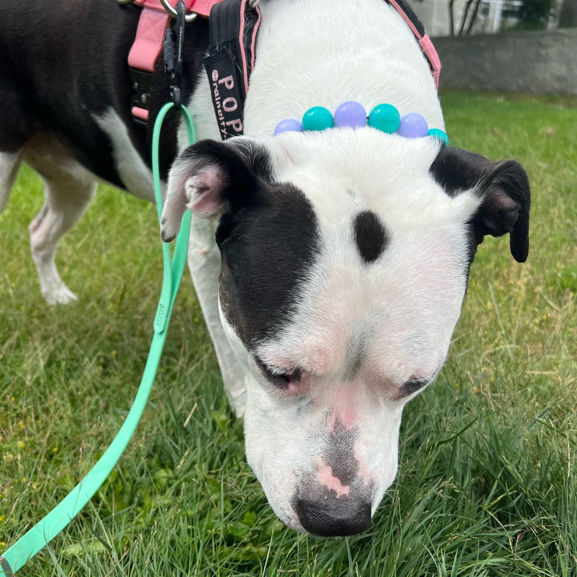 Dog wearing a pink harness and colorful collar on a grassy field