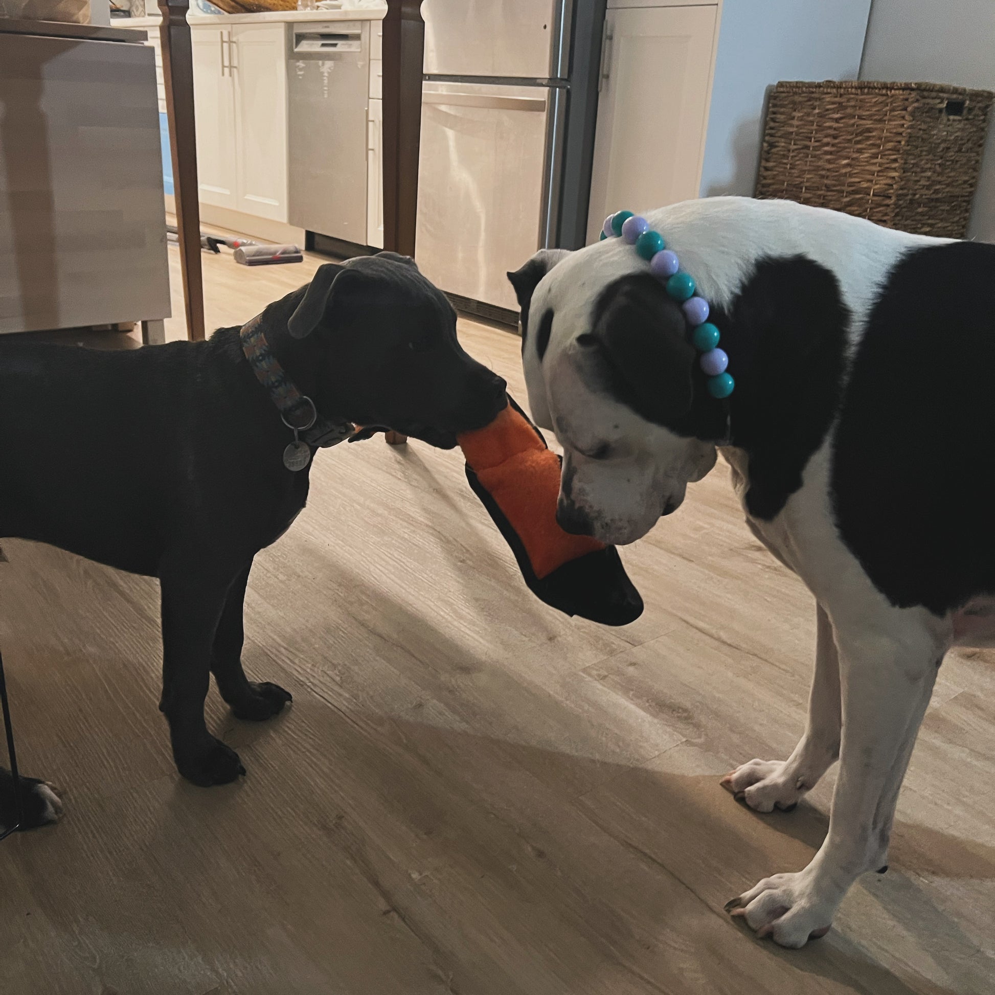 Two dogs playing with a toy on a wooden floor in a kitchen.