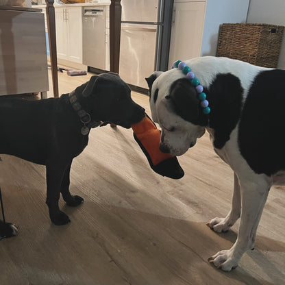 Two dogs playing with a toy on a wooden floor in a kitchen. POPNCO Acrylic Beads, beaded collar, Beaded dog collar, beaded necklace, Breathable dog collar, cat collar, Cat necklace, Collar for sensitive skin dogs, Comfortable Dog Collar, dog collar, dog Necklace, Durable dog collar, Easy to clean dog collar, fashion collar, handmade, Pet accessories, pet collar, pet necklace, Popnco dog collar, slip on collar, Slip on dog collar, Stylish dog collar