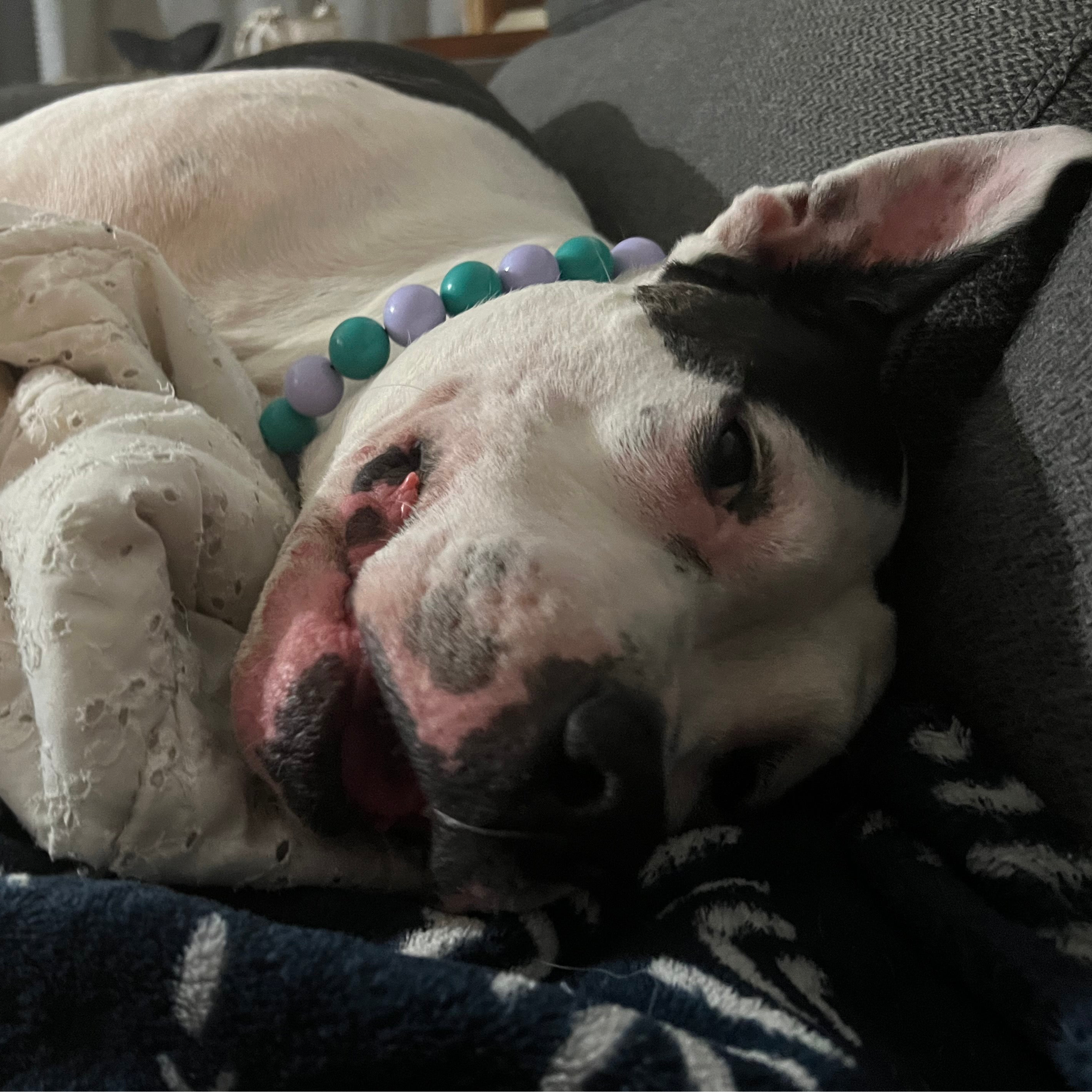 Dog lying on a couch with a colorful bead collar POPNCO Acrylic Beads, beaded collar, Beaded dog collar, beaded necklace, Breathable dog collar, cat collar, Cat necklace, Collar for sensitive skin dogs, Comfortable Dog Collar, dog collar, dog Necklace, Durable dog collar, Easy to clean dog collar, fashion collar, handmade, Pet accessories, pet collar, pet necklace, Popnco dog collar, slip on collar, Slip on dog collar, Stylish dog collar