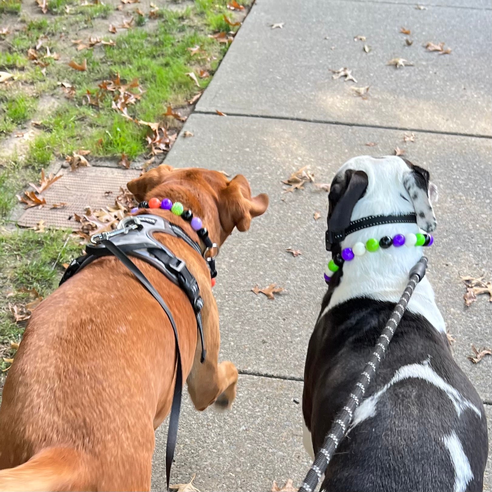 Slip on acrylic beaded dog collars worn by pitbull mix breed dogs. In the colours purple, green, white and purple beads. 