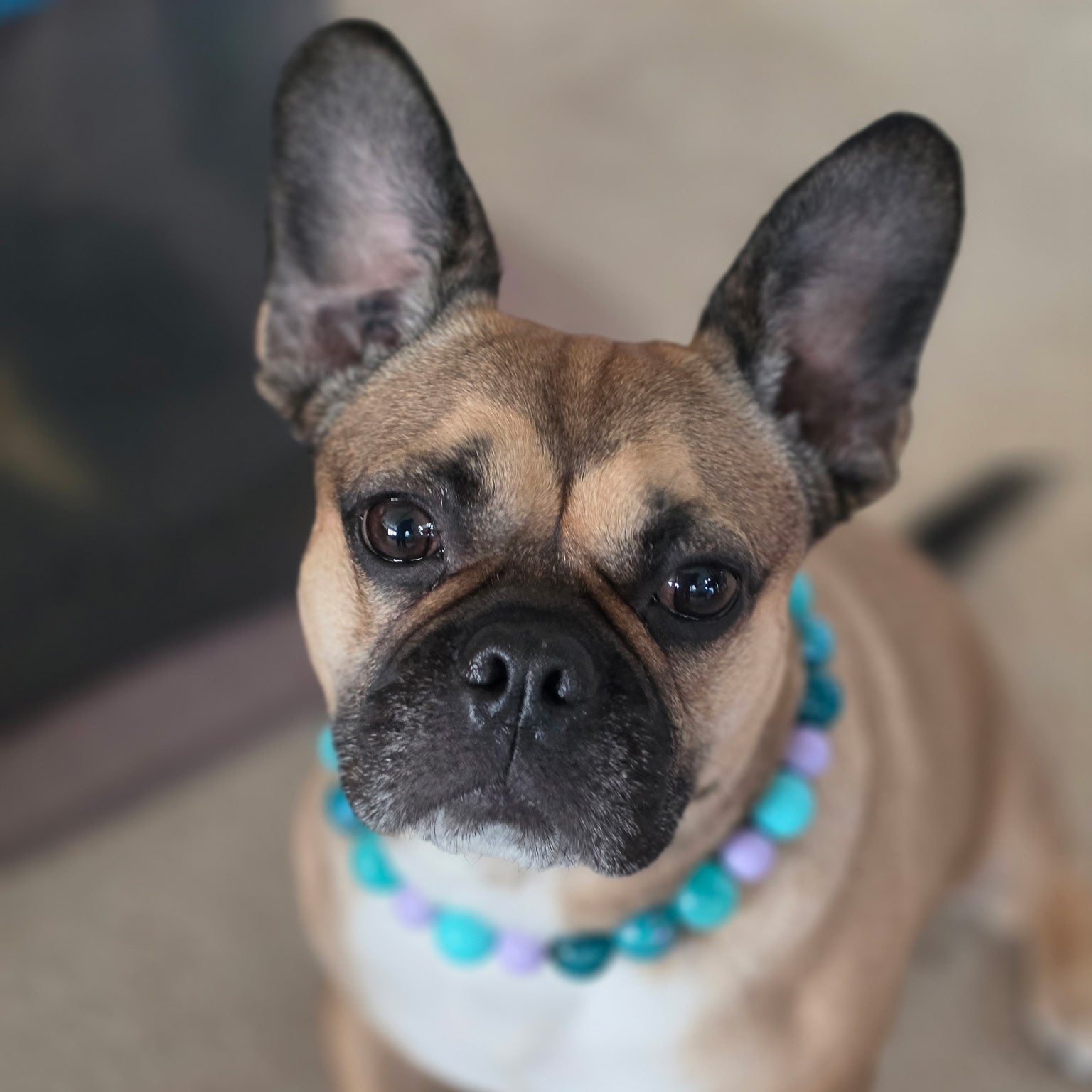 Dog wearing a colorful beaded collar on a neutral background