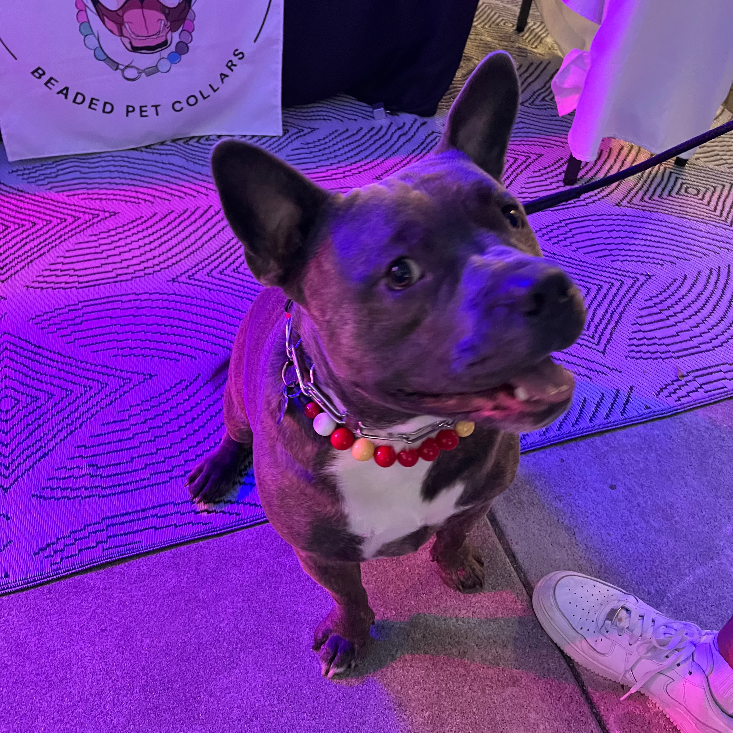 Grey Pitbull dog smiling and sitting wearing the NHL Team Colors Game Day Collection Collar Flames. which features alternating red, yellow and white beads 