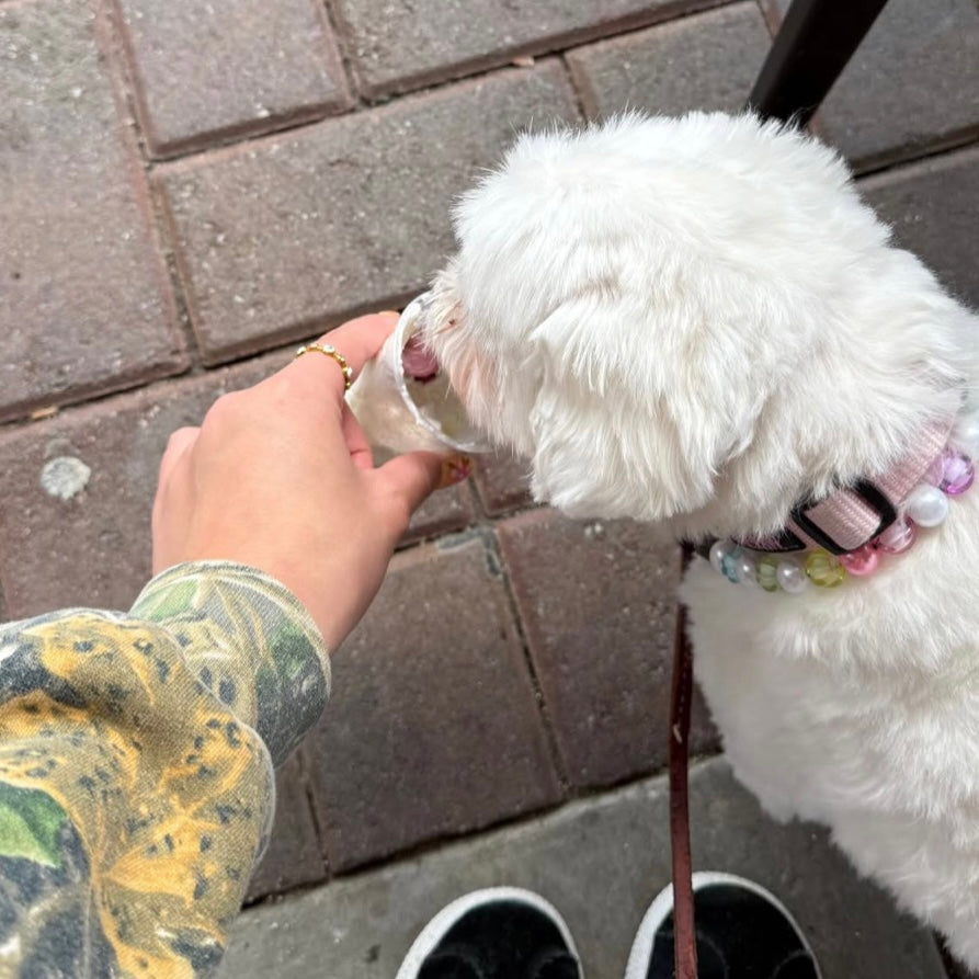 White dog on a leash wearing Rainbow Theme Beaded pet Collar from POPNCO featuring 12mm beads alternating Blue, yellow, green, pink, purple faceted beads alternating with acrylic pearls. 