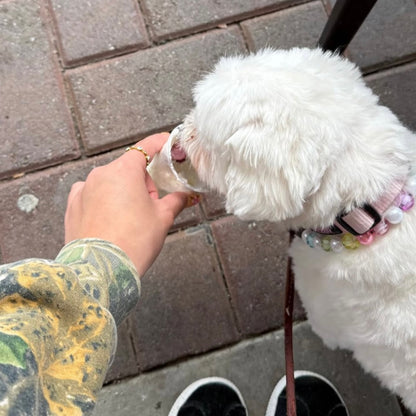 White dog on a leash wearing Rainbow Theme Beaded pet Collar from POPNCO featuring 12mm beads alternating Blue, yellow, green, pink, purple faceted beads alternating with acrylic pearls. 