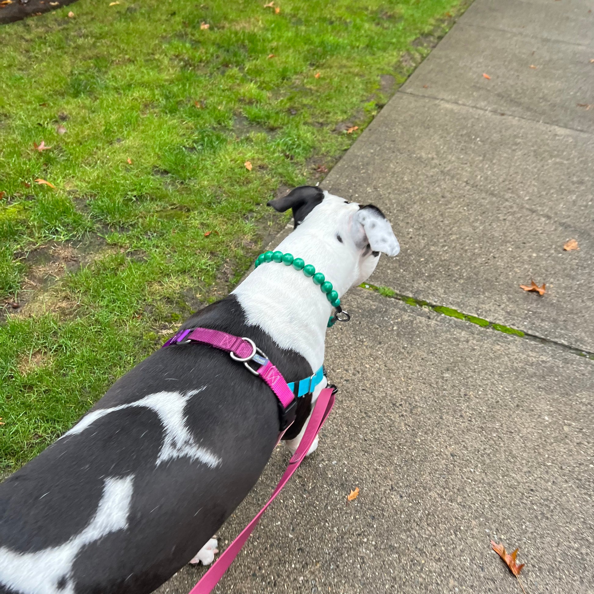 Black and White Dog walking on a sidewalk wearing the Forrest Solid Green Beaded Pet Collar from POPNCO