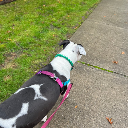 Black and White Dog walking on a sidewalk wearing the Forrest Solid Green Beaded Pet Collar from POPNCO