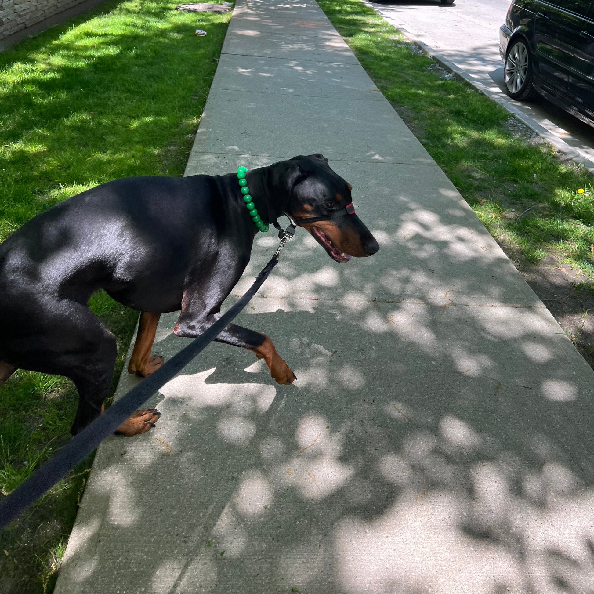 Dog on a leash walking on a sidewalk with trees and parked cars in the background