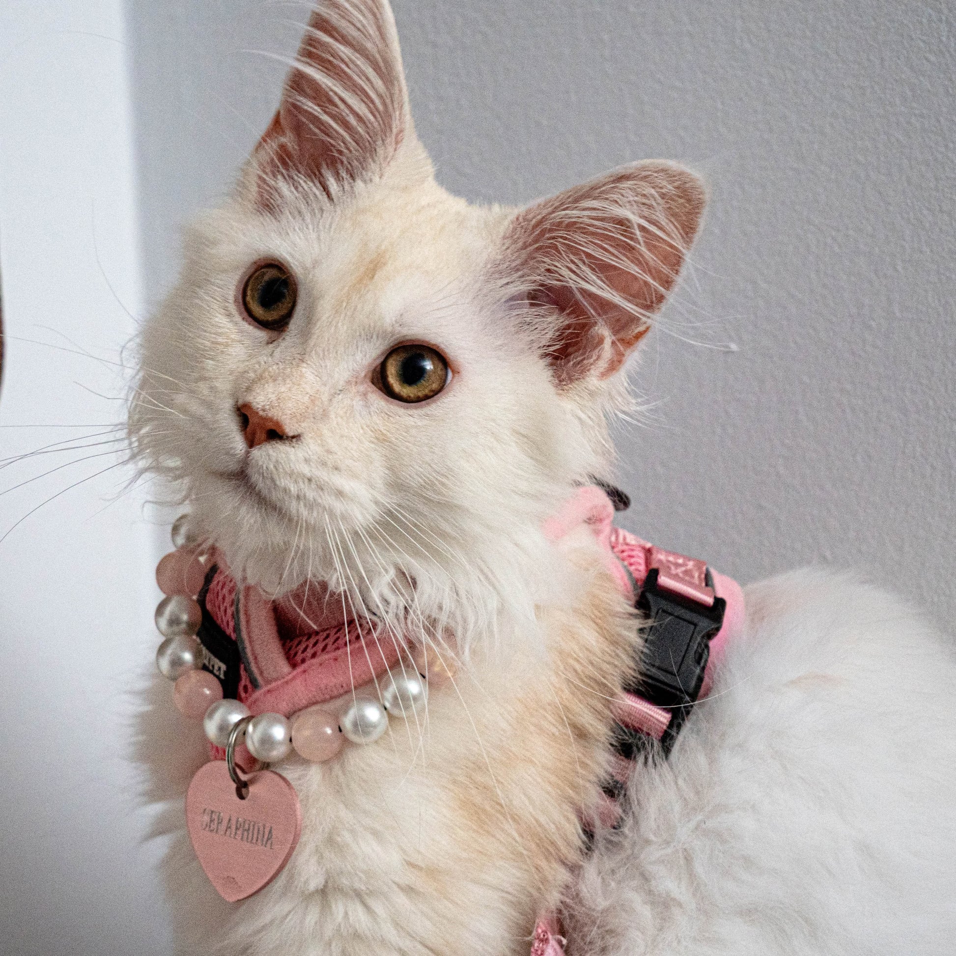 White cat with pink collar and heart-shaped tag on a white surface