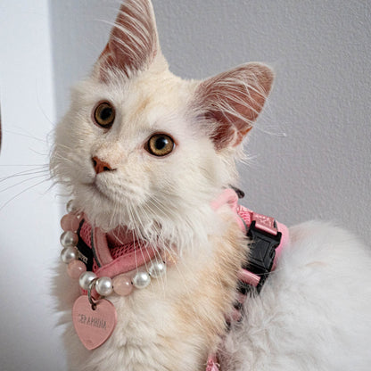 White cat with pink collar and heart-shaped tag on a white surface
