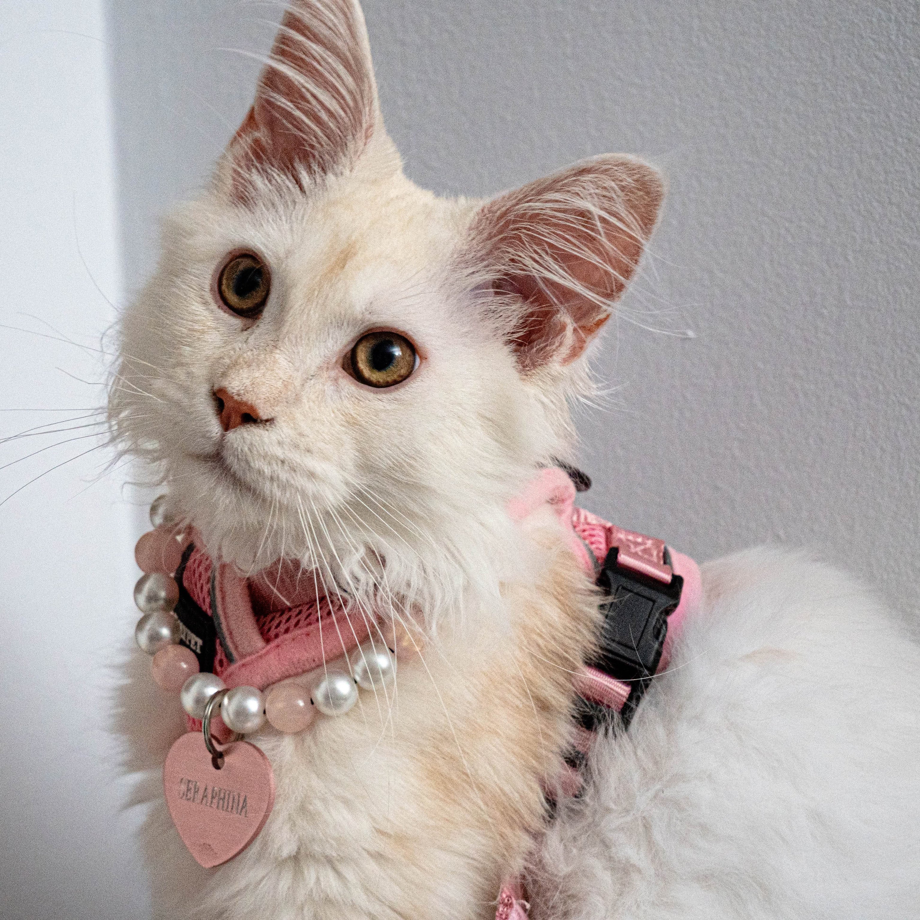White cat with pink collar and tags on a white surface