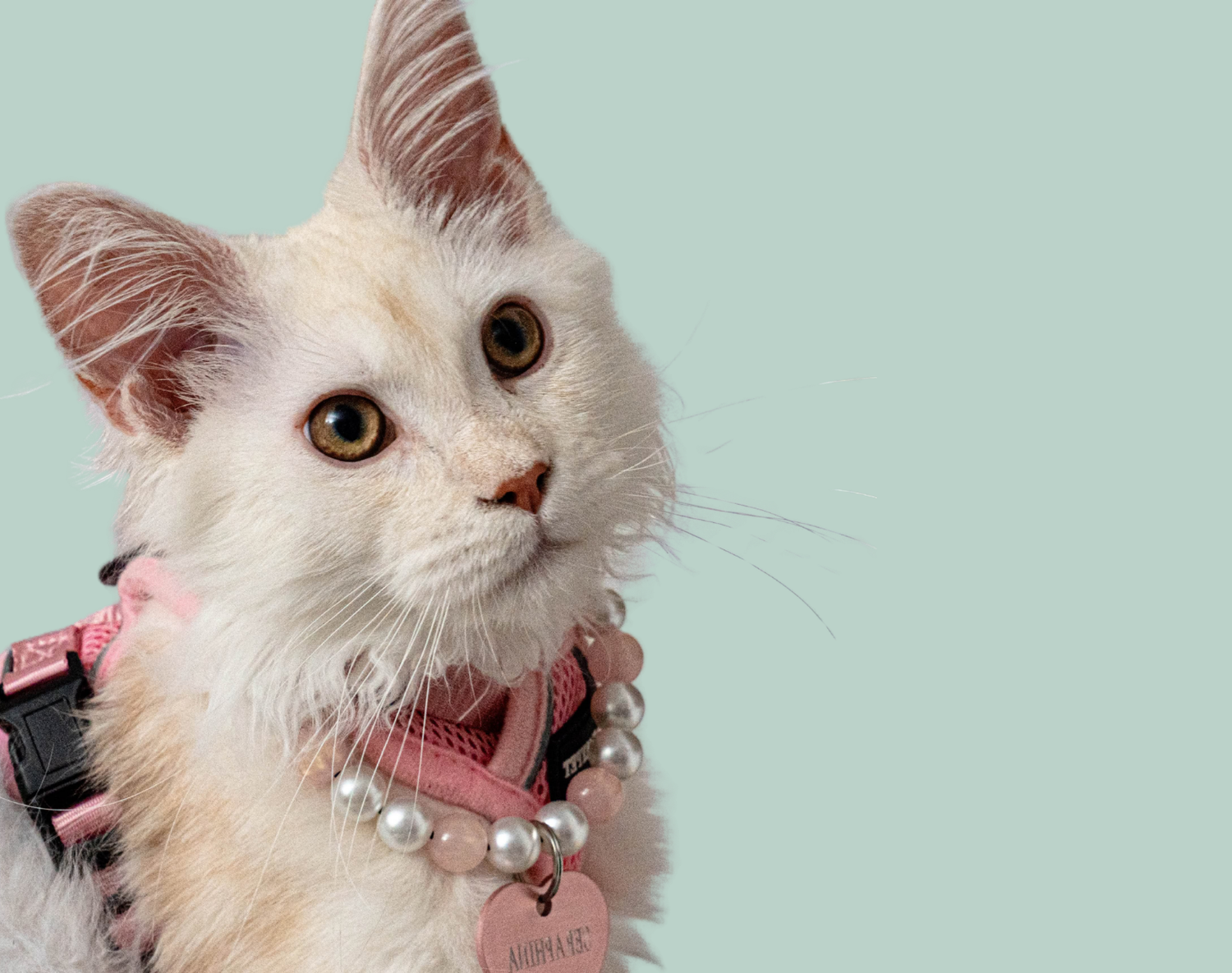 White cat with a POPNCO Galaxy Beaded pet Collar named Giselle, the collar is a pink collar and has a heart shape tag on a light blue background