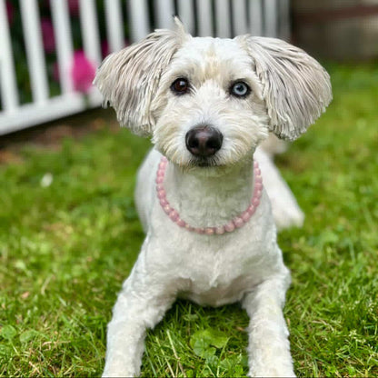Mini GISELLE