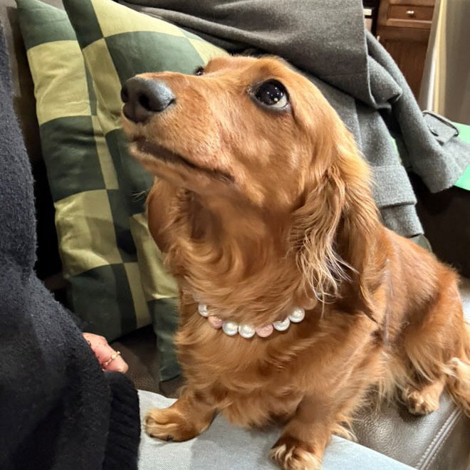 POPNCO beaded collar, Beaded dog collar, Breathable dog collar, cat collar, Collar for sensitive skin dogs, Comfortable Dog Collar, dog collar, Durable dog collar, Easy to clean dog collar, fashion collar, handmade, Pet accessories, pet collar, Popnco dog collar, slip on collar, Slip on dog collar, Stylish dog collar