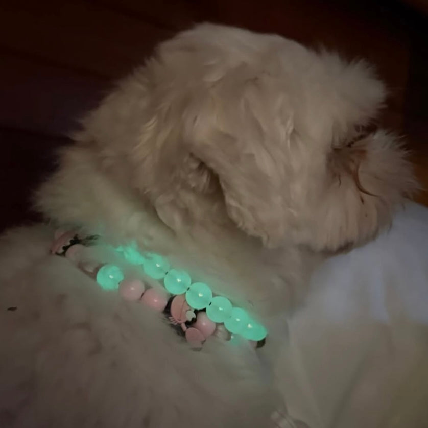 Fluffy white dog wearing a colorful beaded collar on a dark background