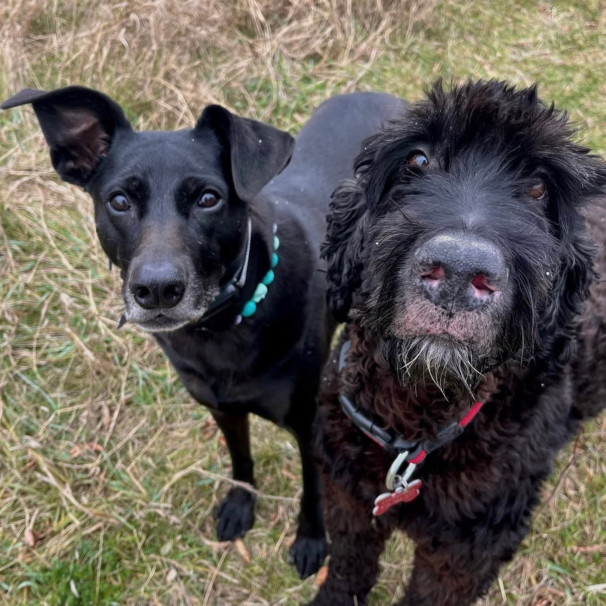 Two black dogs standing on grass