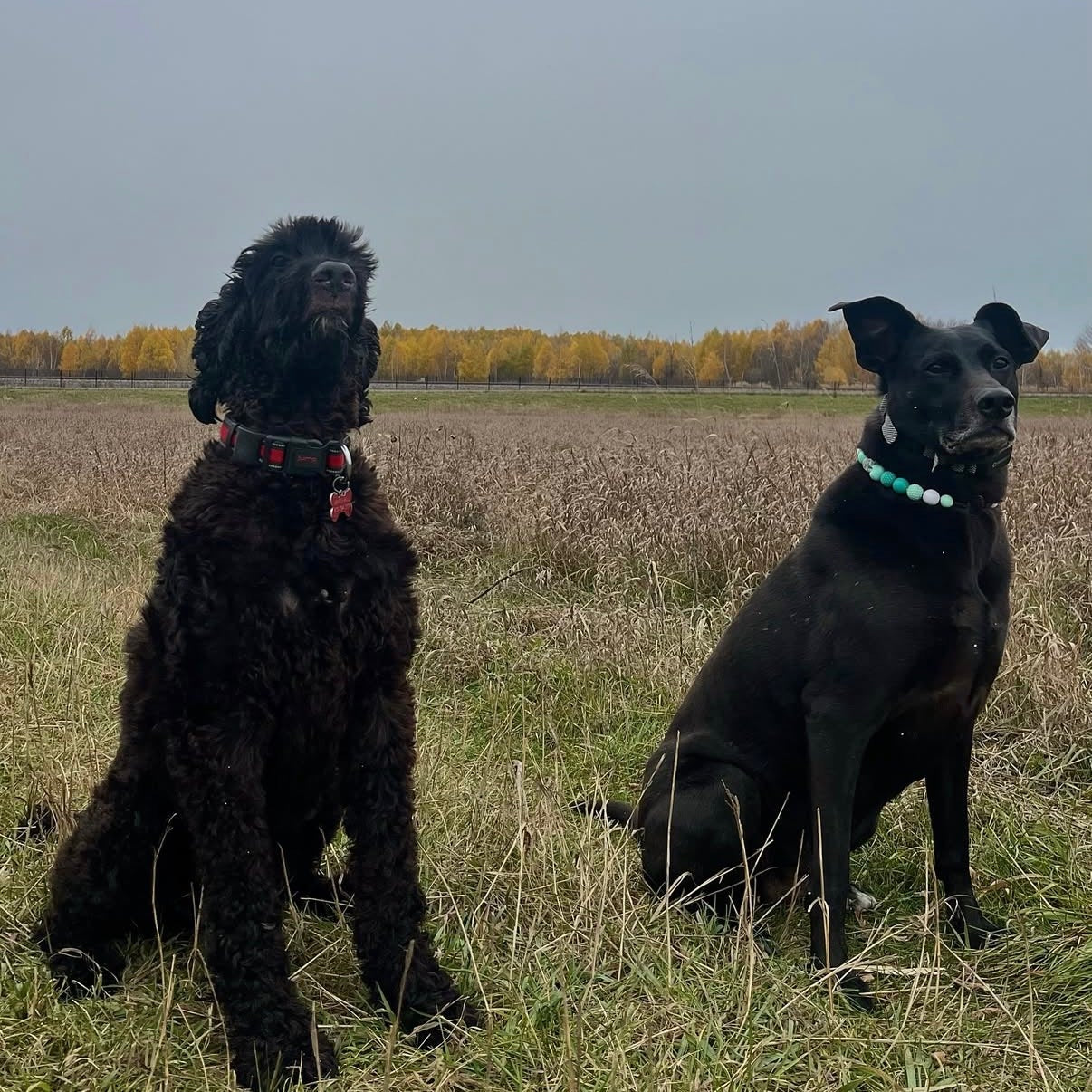 Two black dogs sitting in a grassy field with trees in the background