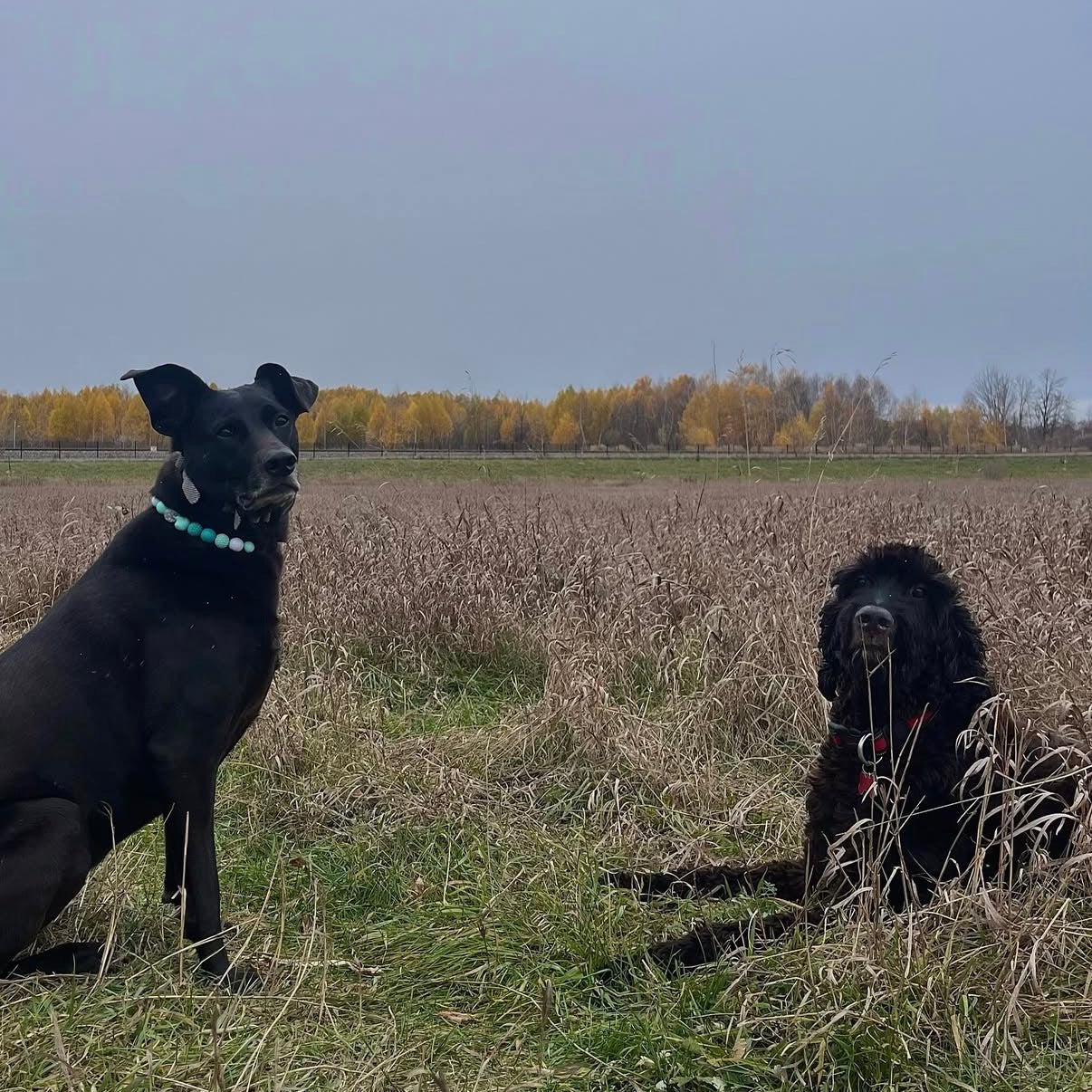 Two black dogs sitting in a grassy field with trees in the background.