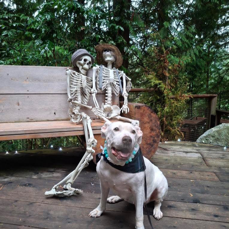 Dog sitting next to a skeleton on a wooden deck with trees in the background