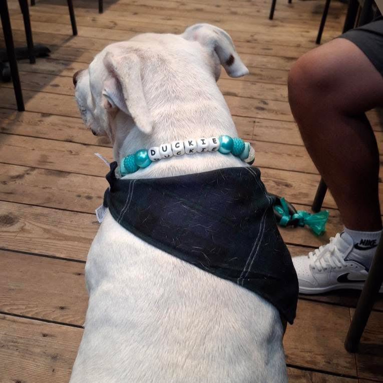 Dog wearing a bandana and collar with visible text on a wooden floor.