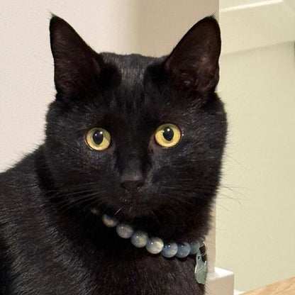 Black cat wearing a collar with a tag on a neutral background