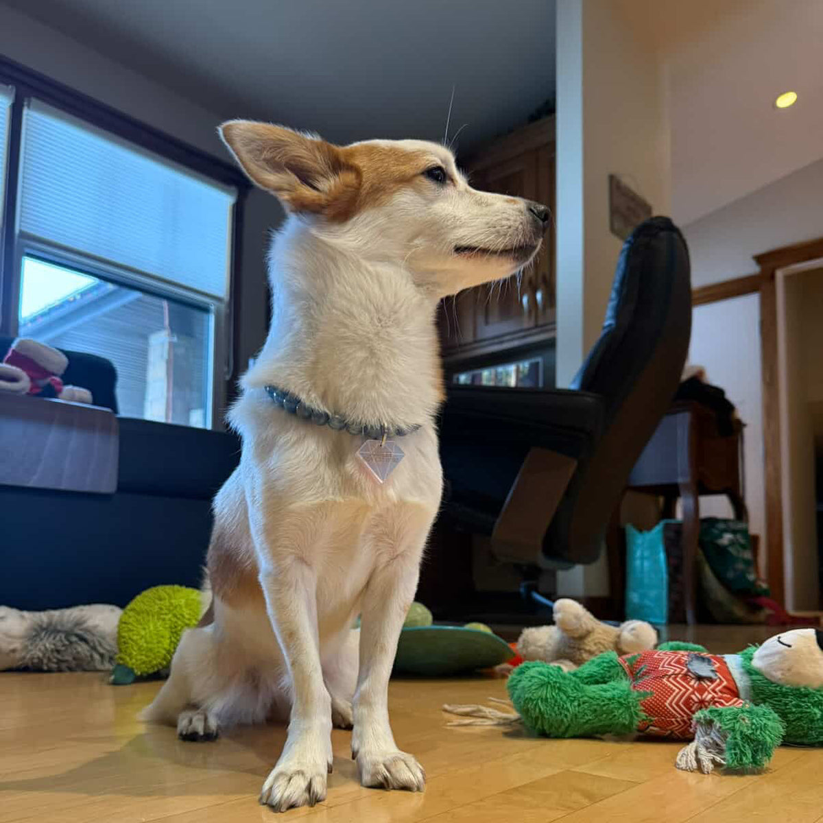 white and tan dog wearing the gwem 12mm blue galaxy beaded pet collar from POPNCO 