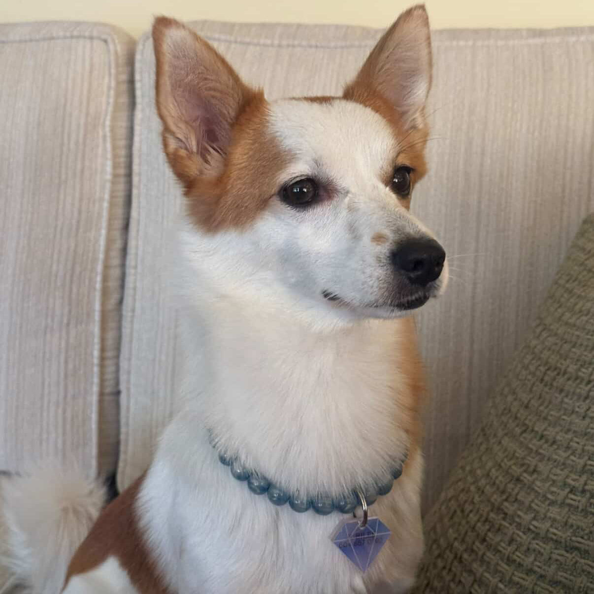 Dog with the gwen blue galaxy collection beaded pet collar sitting on a couch