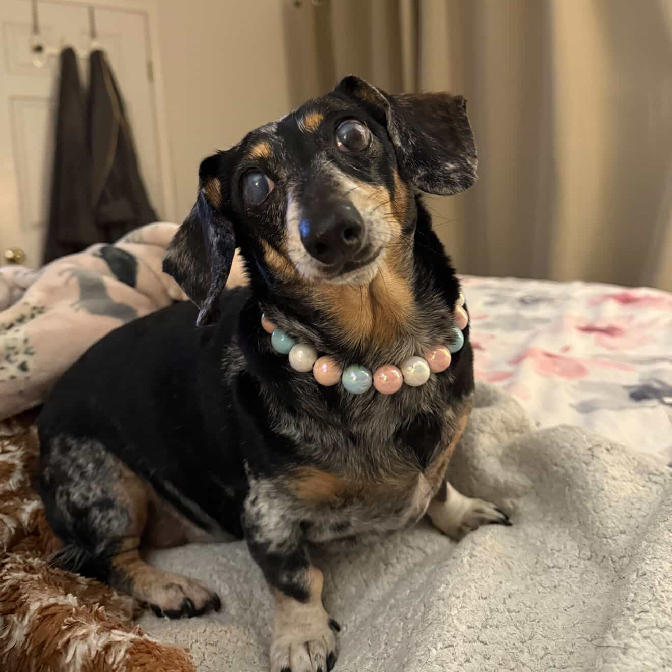Small dog wearing POPNCO's Harlow Beaded Pet Collar featuring alternating light pink, light blue and white AB Shiny Iridescent acrylic beads on aircraft grade stainless steel wire