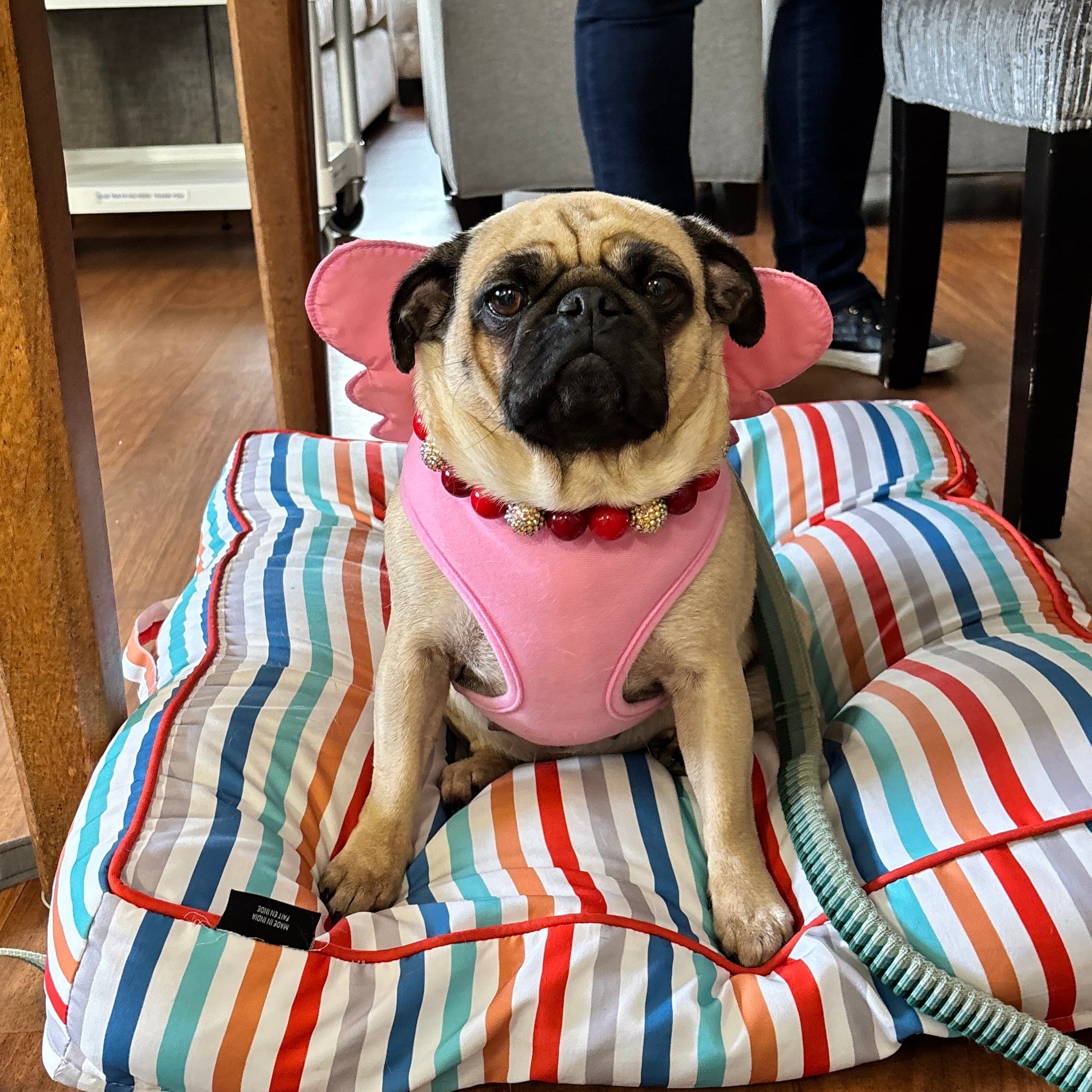 Pug dog wearing a pink outfit sitting on a striped dog bed with a leash attached.