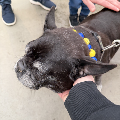 Black dog on a leash with POPNCO beaded pet collar Homer from the Biggie Smalls collection, featuring alternating Yellow and Blue acrylic beads on aircraft grade stainless steel wire. 