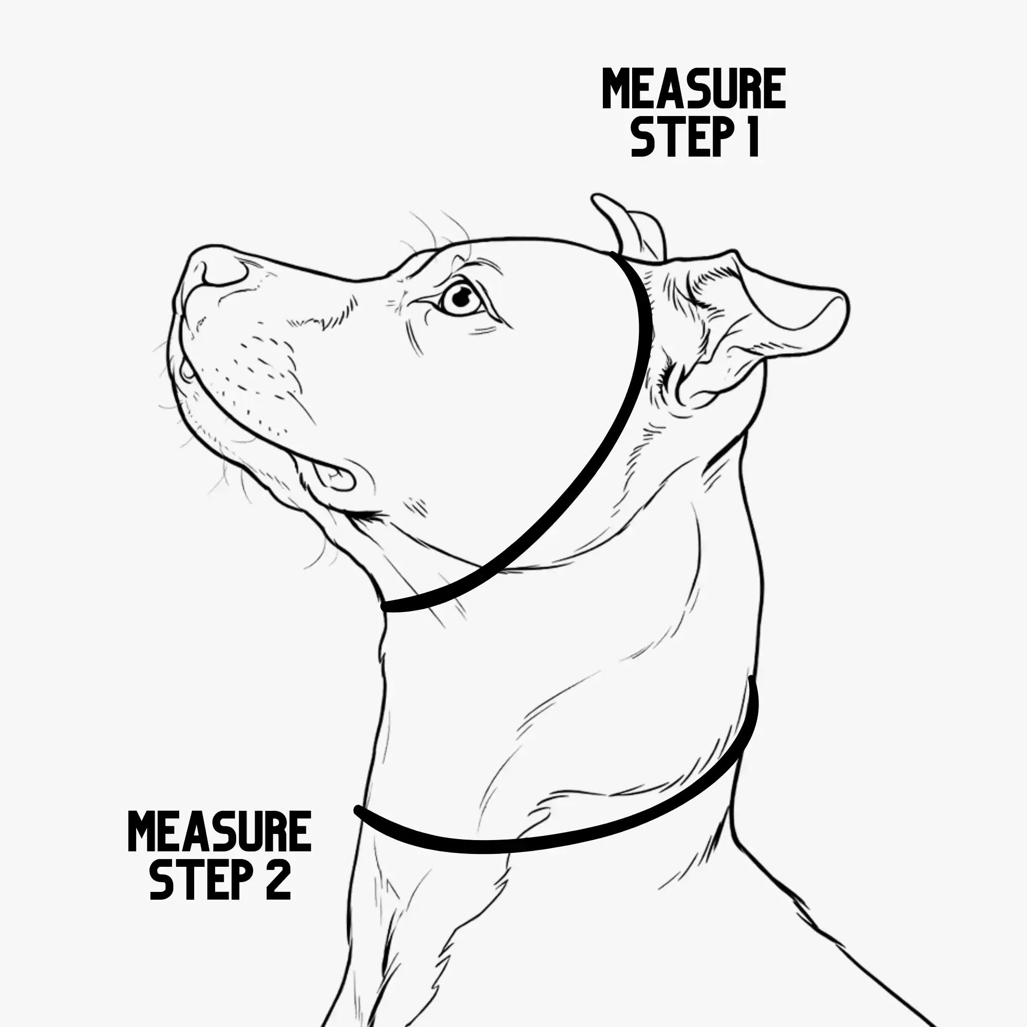 Line drawing of a dog with a measuring tape around its neck, labeled 'Measure Step 1' and 'Measure Step 2'.