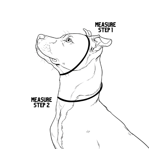 Line drawing of a dog with measurement instructions on a white background