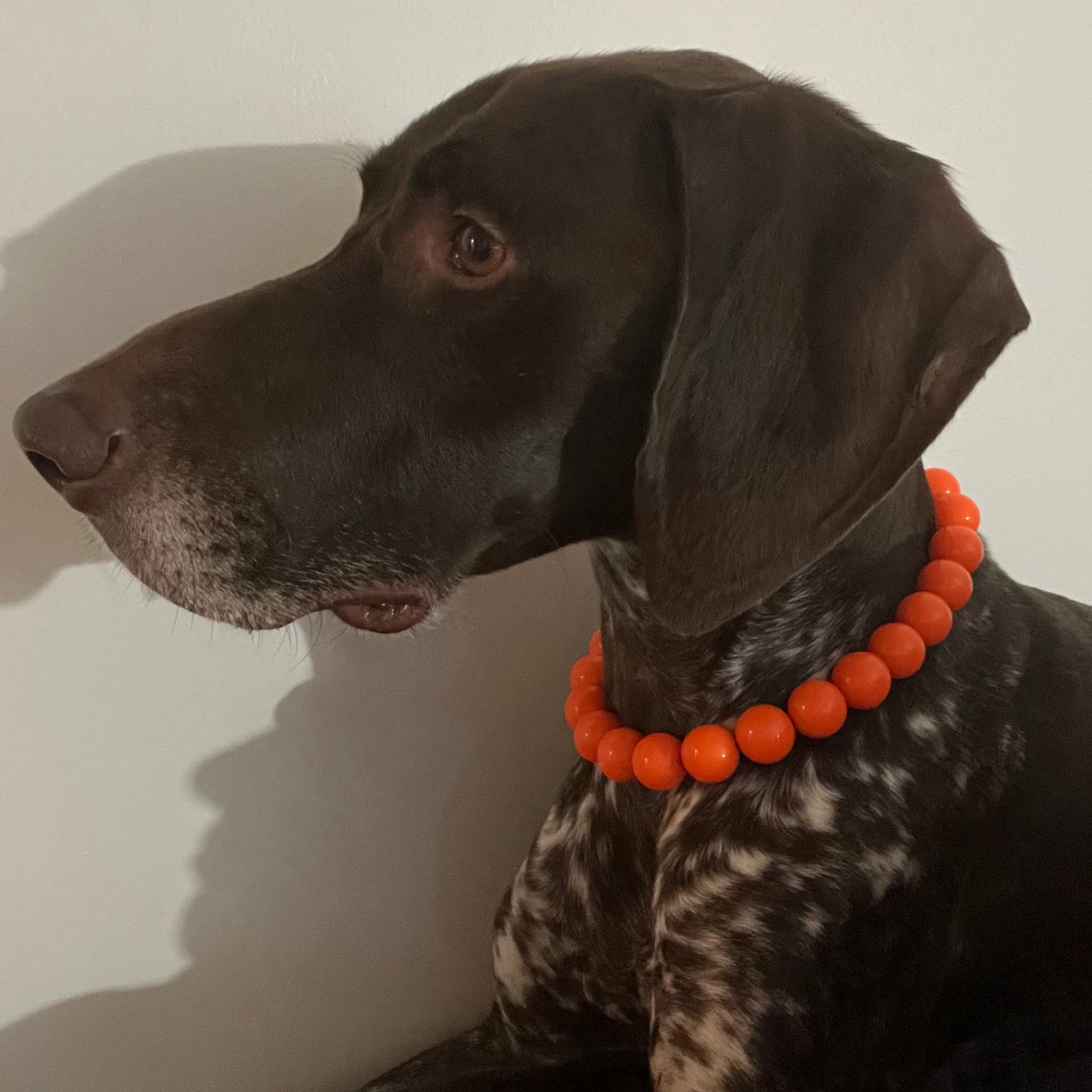 German shorthair pointer dog wearing a slip on acrylic beaded pet collar made with neon orange beads, aircraft grade stainless steel and a gun metal black o ring  