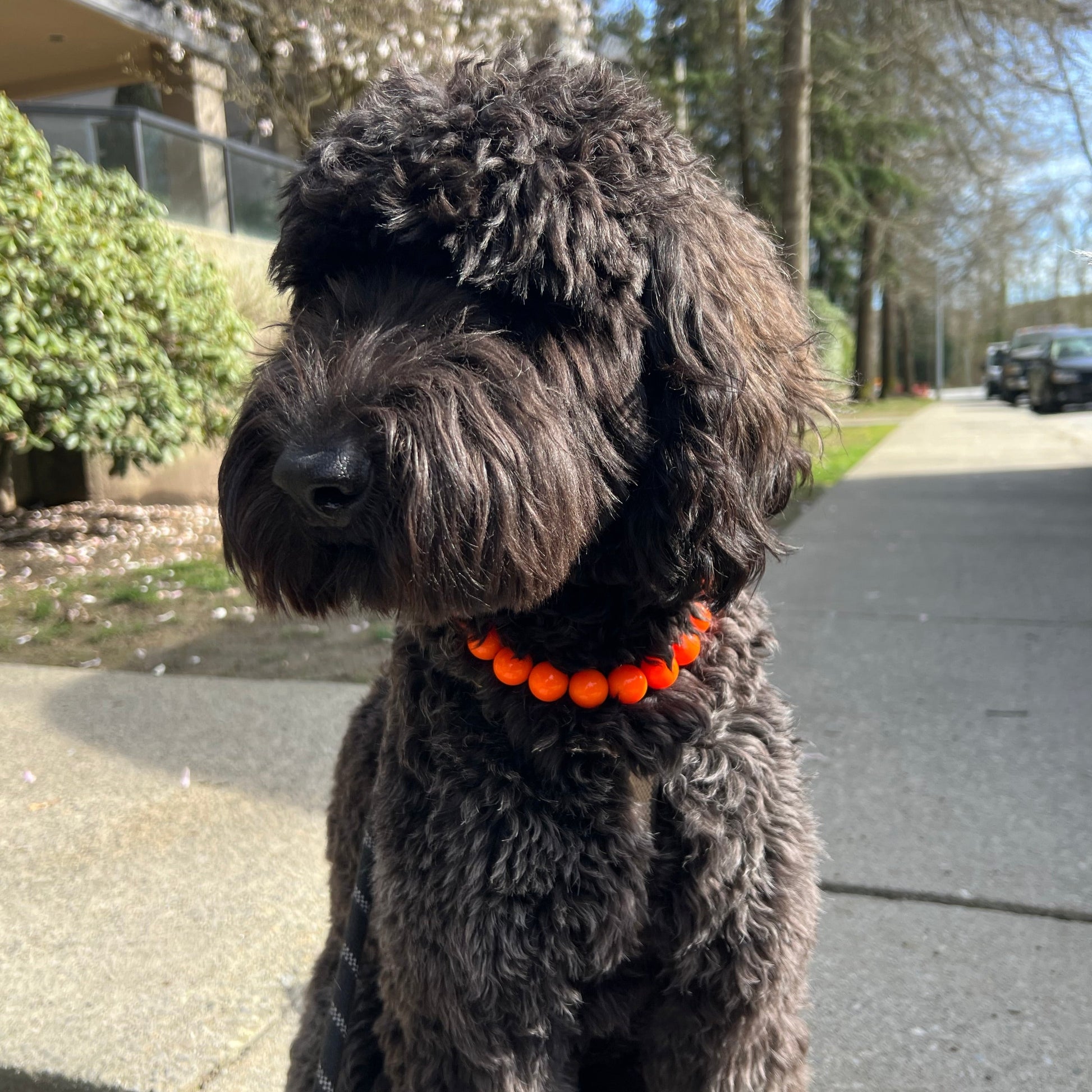 Doodle dog wearing a slip on acrylic beaded pet collar made with neon orange beads, aircraft grade stainless steel and a gun metal black o ring  