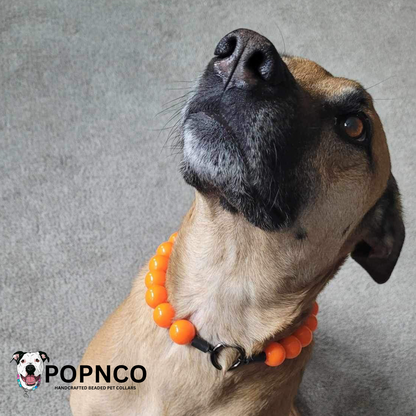 Cute dog wearing a slip on acrylic beaded pet collar made with neon orange beads, aircraft grade stainless steel and a gun metal black o ring  
