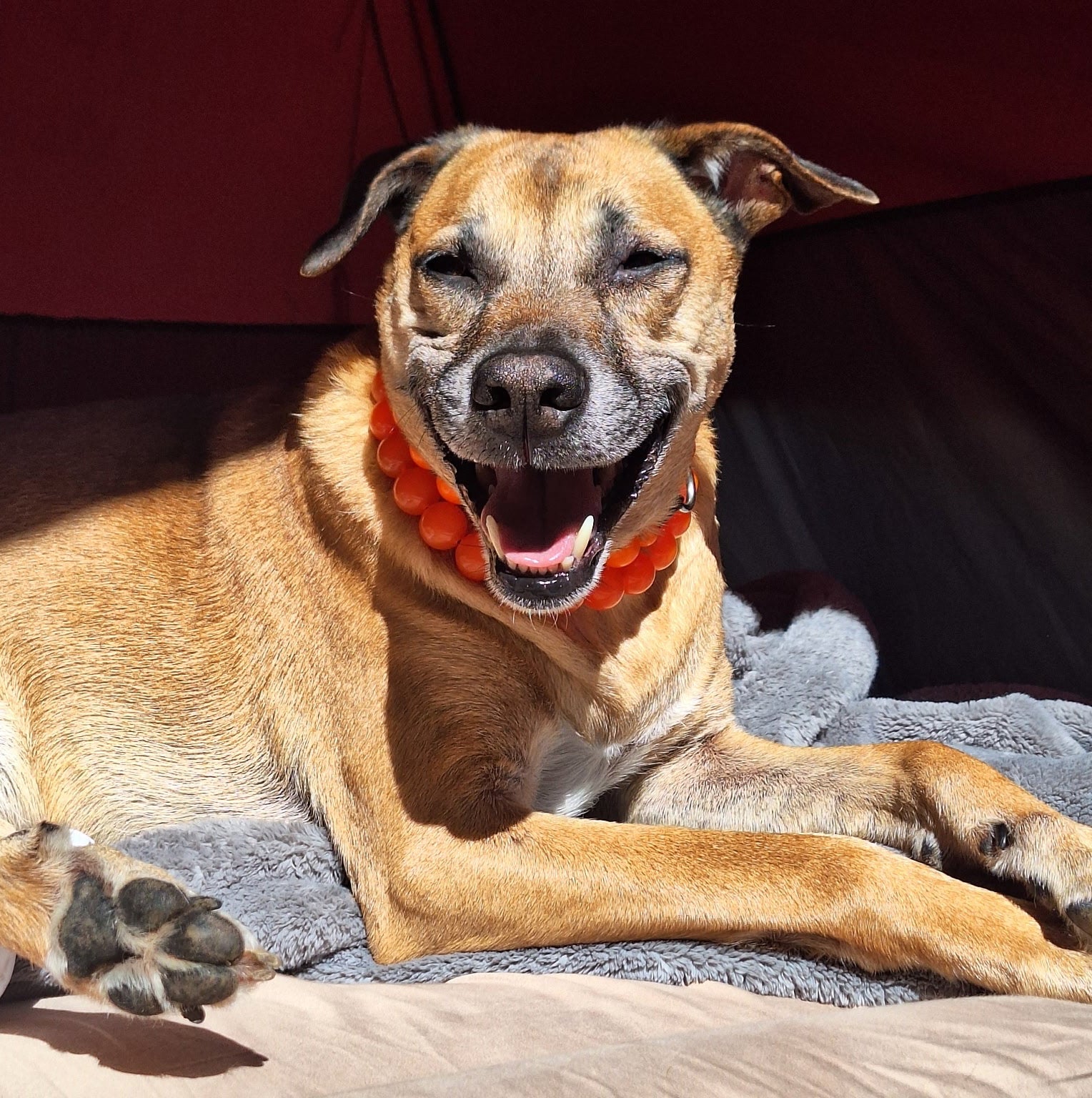 Dog with a happy expression wearing two bright orange POPNCO Beaded Pet collars one is glow in the dark Ignia and the other is Hunter, lying on a surface with a red background.
