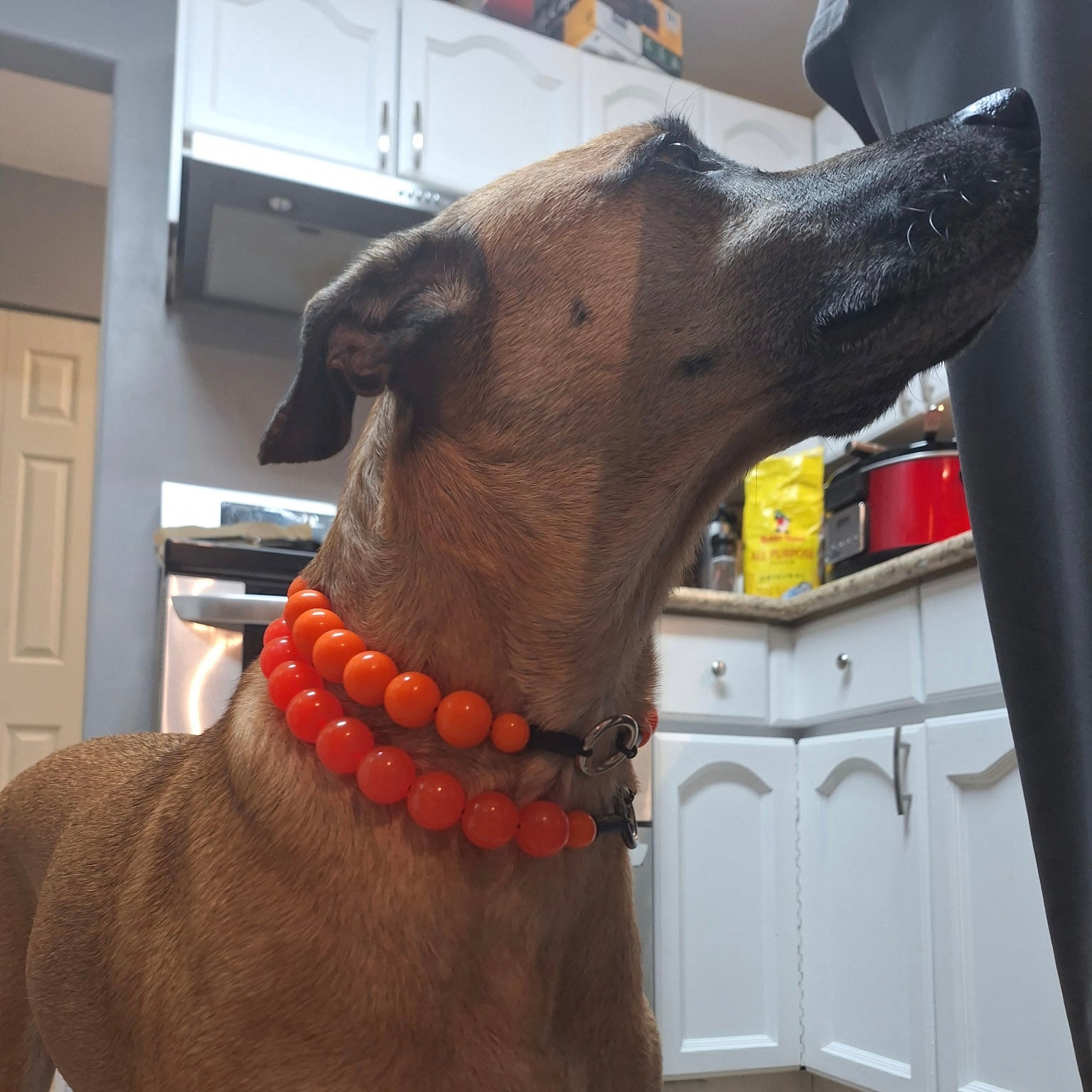 Dog wearing an orange beaded collar in a kitchen