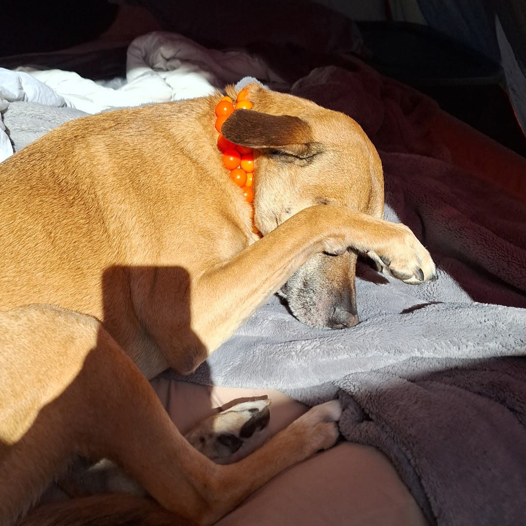 Dog lying on a bed with the Hunter solid bright Orange beaded dog collar with a black metal clasp 