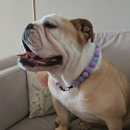 Dog wearing a purple beaded collar sitting on a couch. POPNCO Acrylic Beads, beaded collar, Beaded dog collar, Breathable dog collar, cat collar, Comfortable Dog Collar, dog collar, Durable dog collar, Easy to clean dog collar, fashion collar, handmade, Pet accessories, pet collar, popnco, Popnco dog collar, slip on collar, Slip on dog collar, Stylish dog collar