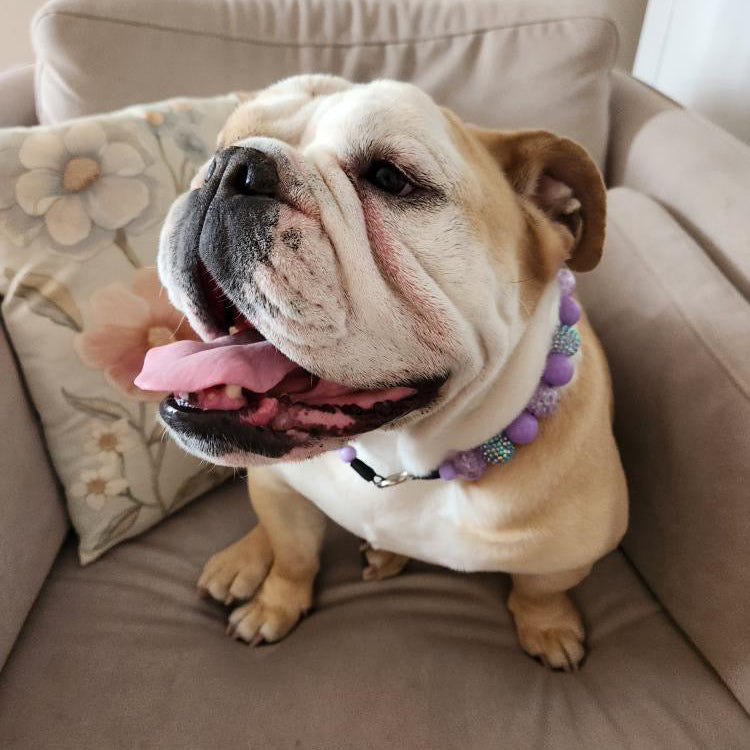 Bulldog sitting on a couch with a floral pillow in the background POPNCO Acrylic Beads, beaded collar, Beaded dog collar, Breathable dog collar, cat collar, Comfortable Dog Collar, dog collar, Durable dog collar, Easy to clean dog collar, fashion collar, handmade, Pet accessories, pet collar, popnco, Popnco dog collar, slip on collar, Slip on dog collar, Stylish dog collar