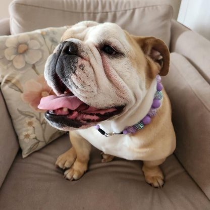 Bulldog sitting on a couch with a floral pillow in the background POPNCO Acrylic Beads, beaded collar, Beaded dog collar, Breathable dog collar, cat collar, Comfortable Dog Collar, dog collar, Durable dog collar, Easy to clean dog collar, fashion collar, handmade, Pet accessories, pet collar, popnco, Popnco dog collar, slip on collar, Slip on dog collar, Stylish dog collar