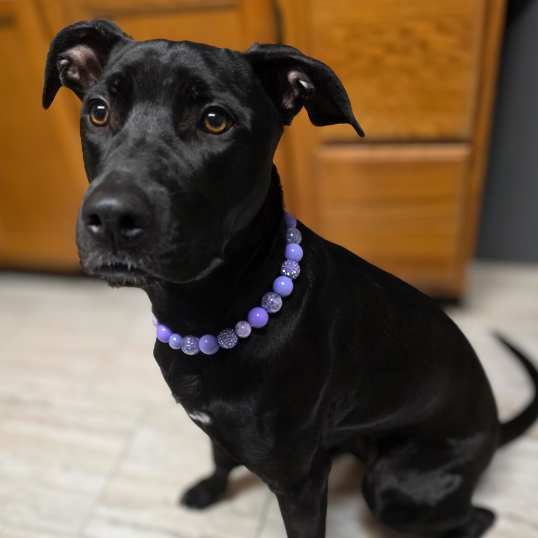 Black dog wearing a purple beaded collar sitting on a wooden floor.