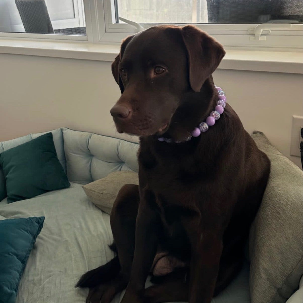 Chocolate Labrador retriever sitting on a bed with a window in the background