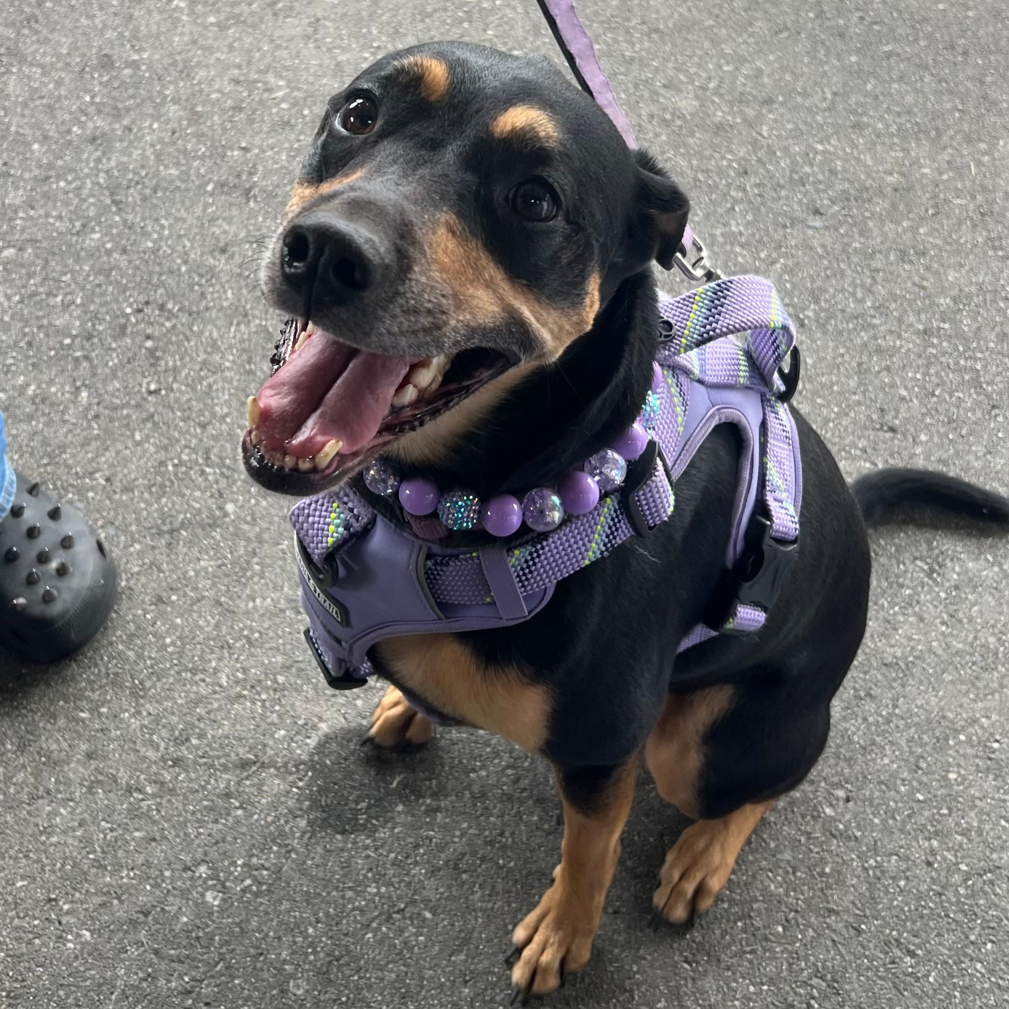 Dog wearing a purple harness and collar on a pavement