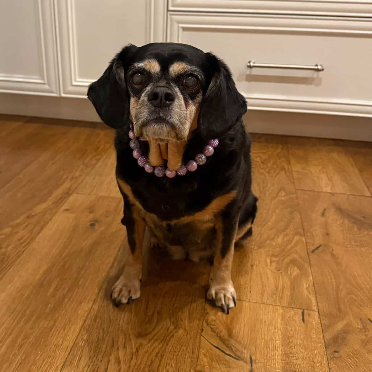 Dog sitting on a wooden floor in a kitchen with white cabinets. she is wearing the Indiana 16mm Purple 16mm solid, AB Shiny, rhinestone bayberry beaded pet collar stung on aircraft grade stainless steel wire with the name SUNNY on it laying flat on a white background, the collar is named Indiana 
