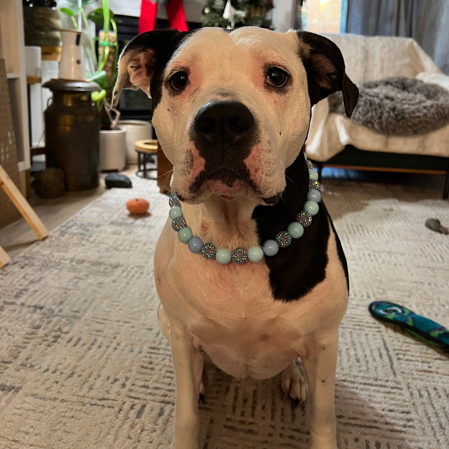 Black and White dog sitting in a living room wearing The Indie POPNCO Beaded pet Collar featuring solid Cowboy Blue and light blue acrylic beads mixed with blue, red and purple rhinestone bayberries on aircraft grade stainless steel wire