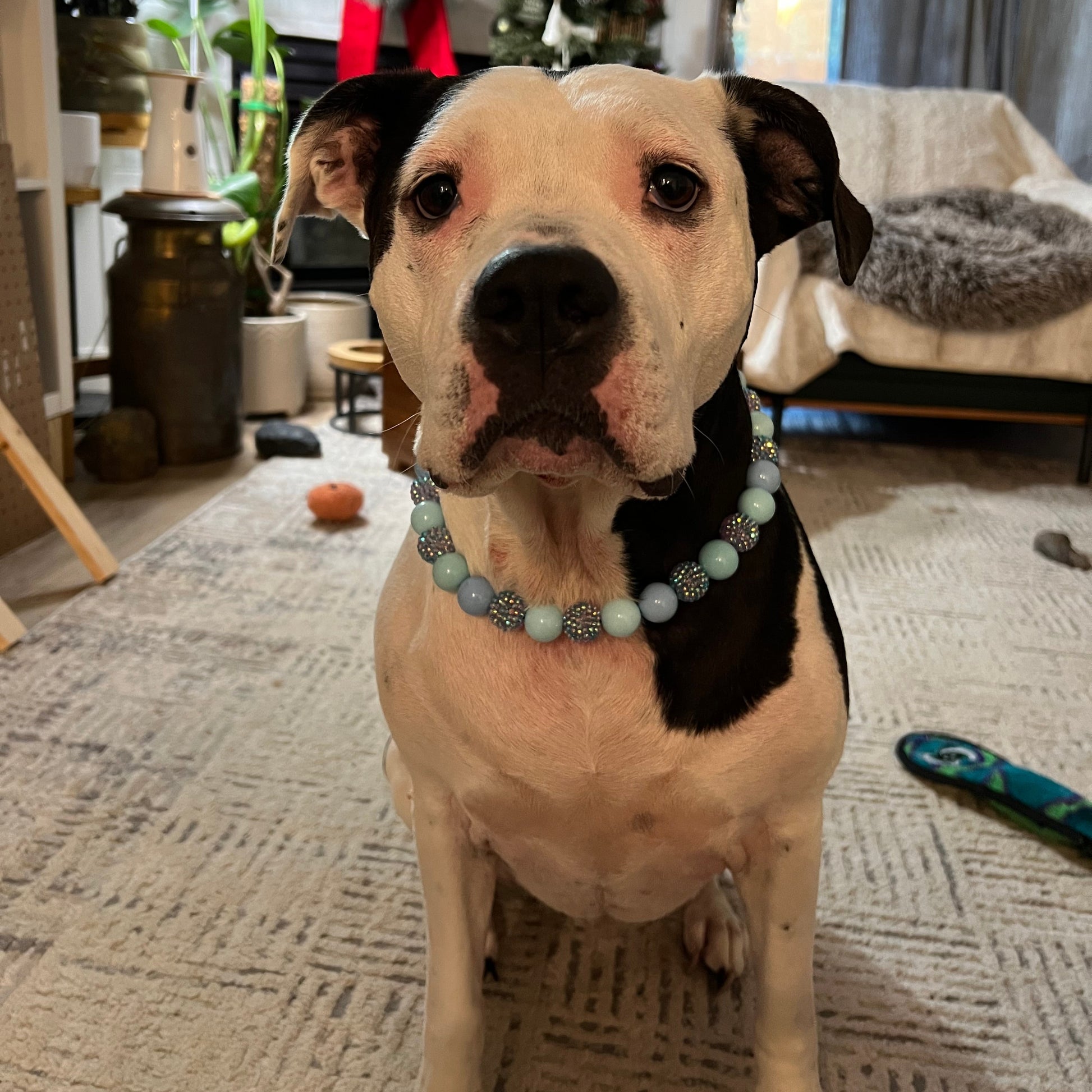 Black and White dog sitting in a living room wearing The Indie POPNCO Beaded pet Collar featuring solid Cowboy Blue and light blue acrylic beads mixed with blue, red and purple rhinestone bayberries on aircraft grade stainless steel wire