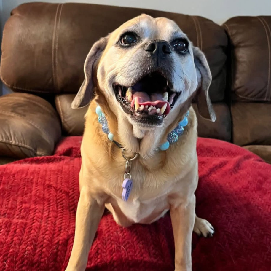 Dog with a blue collar sitting on a red blanket in front of a brown couch