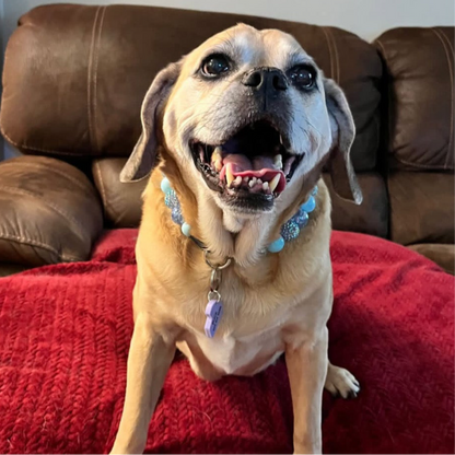 Happy Brown tan dog sitting on a red blanket on a brown leather couch they look happy and are wearing the The Indie POPNCO Beaded pet Collar featuring solid Cowboy Blue and light blue acrylic beads mixed with blue, red and purple rhinestone bayberries on aircraft grade stainless steel wire